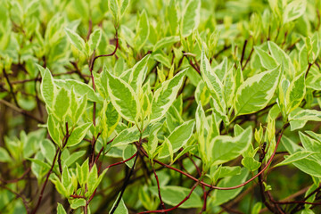 Cornus alba Elegantissima bush close-up in the garden