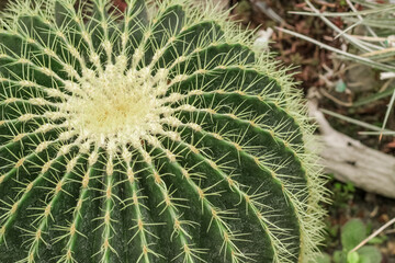 Cactus Ferocactus pilosus round with thorns in the desert close-up
