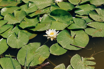 Water lily plant nymphaea candida on the lake