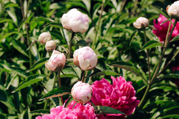Pink peonies in the garden close-up