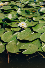 Water lily plant nymphaea candida on the lake