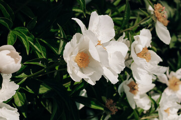 White peonies with a yellow center in the garden close-up