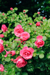 pink peony climbing rose bush close-up in botanical garden, rose background