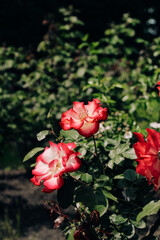 bush yellow and red rose petals close-up in botanical garden, rose background