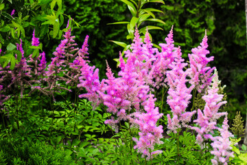 Pink Astilbe plant close-up in a botanical garden