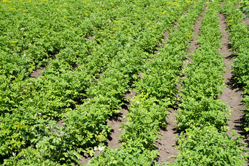 Rows of potato bushes. Potato field on a farm. Growing natural vegetables in the garden.