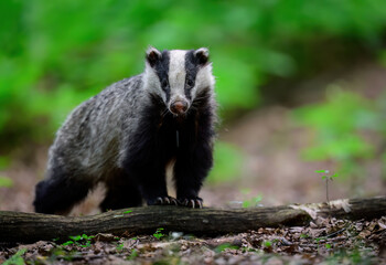 Badger close up ( Meles meles )