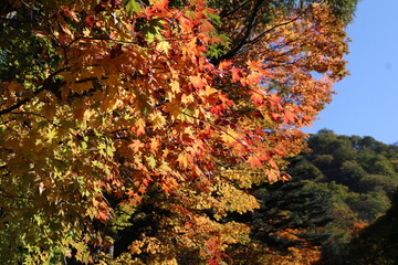 秋の日光の風景。色づく木々。