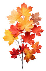 PNG Maple plant leaf tree.