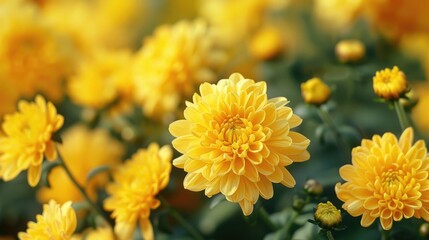 Symbolic meaning of yellow chrysanthemum in different cultures