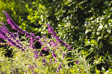Vibrant purple flowers bloom in a lush garden, basking in sunlight