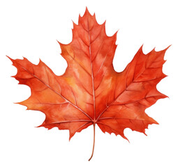 Obraz premium PNG Maple leaf plant tree.