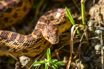 Close-up of Pacific gopher snake (Pituophis catenifer catenifer)