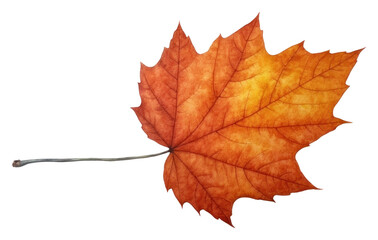 Fototapeta premium PNG Autumn leave watercolor leaves maple plant.