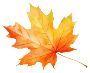 PNG Leaf maple plant tree.