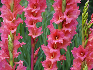 Vibrant Gladiolus Stalks