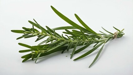 Fototapeta premium single tarragonherb in a white background