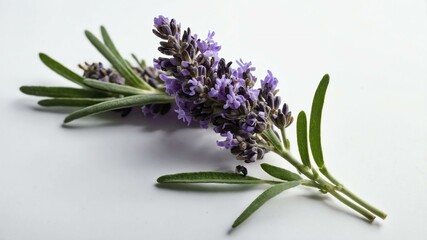 Fototapeta premium single lavenderherb in a white background