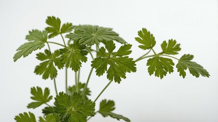 single chervilherb in a white background