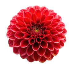Red dahlia flower isolated on transparent background