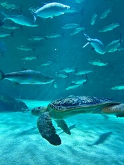 Fototapeta premium Blue Essence