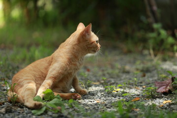 Ginger cat in garden with sunlight