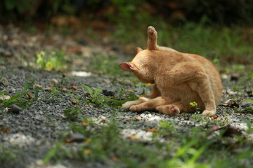 Ginger cat in garden with sunlight