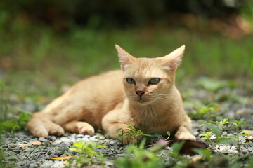 Ginger cat in garden with sunlight