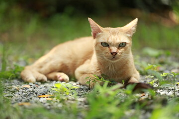 Ginger cat in garden with sunlight