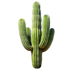 Catust isolated on transparent background