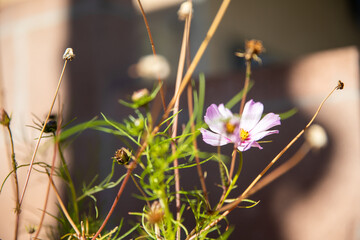 nature moments