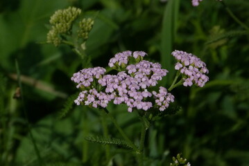 flowers in the garden