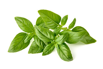 Raw Green Organic Basil leaves, isolated on white background.