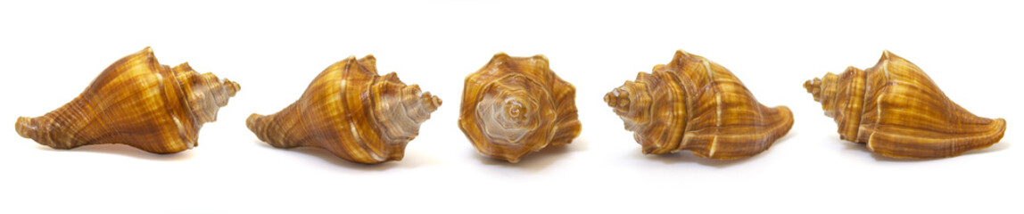 Orange seashells on white background, Colorful spiral conch sea shell.