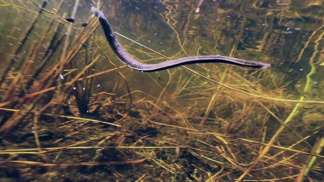 European medicinal leech (Hirudo medicinalis) swimming near the surface of the pond. Saaremaa, Estonia.