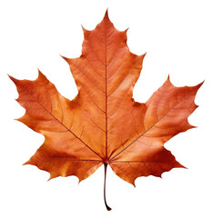 PNG Autumn leaf maple plant tree.