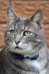 Close up portrait of a grey tabby cat with green eyes and a blue collar