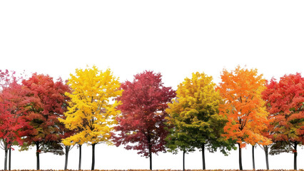 PNG Outdoors autumn nature plant.