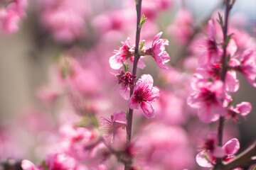 Pink flowers peach tree branch. The flowers are pink and have a delicate appearance. Concept of beauty and tranquility.