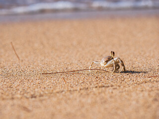 Wild craps hiding at the Beach sand of Oahu Hawaiian island