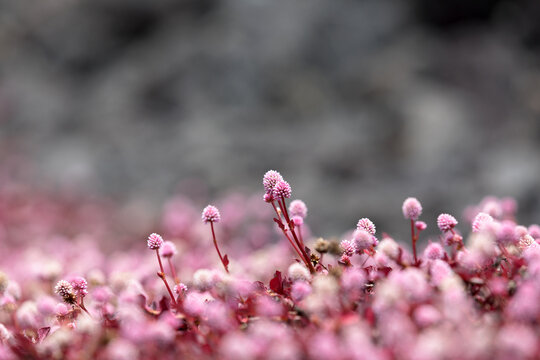 Pink knotweed or heartweed (Persicaria capitata) near the black lava field in Hawaii, USA
