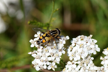 Closeup hoverfly, Sun fly, Lemon Marsh Fly, Helophilus trivittatus on white flowers of Common yarrow (Achillea millefolium. Dutch garden, Netherlands, summer, July.