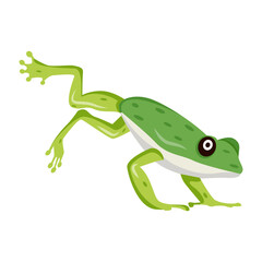 frog, toad, amphibian, anuran, creature, specie, vertebrate, cartoon, mascot, flat, vector, icon, 

