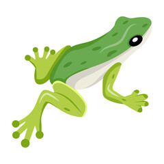 frog, toad, amphibian, anuran, creature, specie, vertebrate, cartoon, mascot, flat, vector, icon, 


