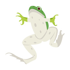 A flat icon of tailless amphibian 


