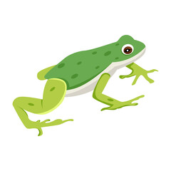 frog, toad, amphibian, anuran, creature, specie, vertebrate, cartoon, mascot, flat, vector, icon, 

