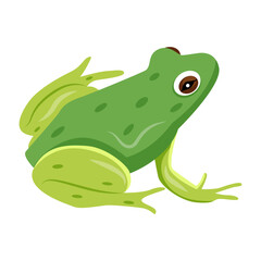 A flat style icon of rana tigrina 

