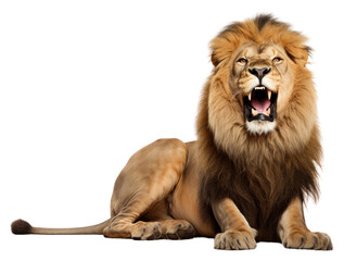 Obraz premium PNG Wildlife mammal animal aggression.