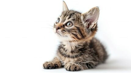 Obraz premium Cat isolated on white background