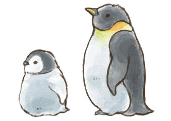 かわいい皇帝ペンギンの親子